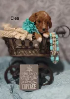 Clea, a female Cavapoo for sale in Cadott, WI – Photo 8 of 8