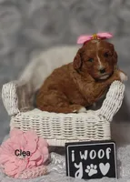 Clea, a female Cavapoo for sale in Cadott, WI – Photo 7 of 8