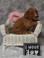 Clea, a female Cavapoo for sale in Cadott, WI – Photo 1 of 8