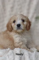Neely , a male Cavachon for sale in Cadott, WI – 10 of 10