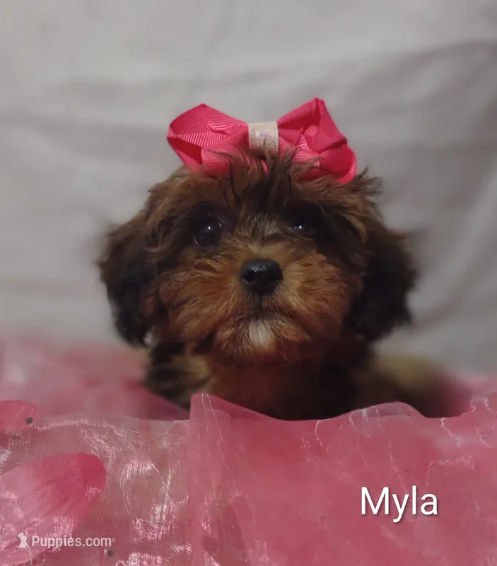 Myla – Shihpoo puppy for sale in Cadott, WI