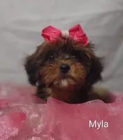 Myla, a female Shihpoo for sale in Cadott, WI – 1 of 10