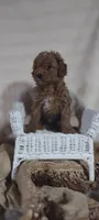 Alec, a male Cavapoo for sale in Cadott, WI – 8 of 10