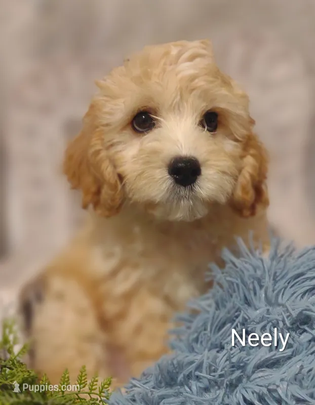 Neely  – Cavachon puppy for sale in Cadott, WI