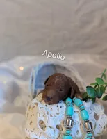 Apollo , a male Cavapoo for sale in Cadott, WI – Photo 1 of 2