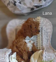 Lana, a female Cavapoo for sale in Cadott, WI – Photo 4 of 10