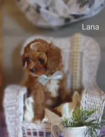Lana, a female Cavapoo for sale in Cadott, WI – Photo 5 of 10
