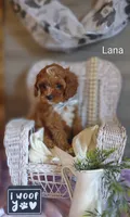 Lana, a female Cavapoo for sale in Cadott, WI – Photo 9 of 10