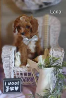 Lana, a female Cavapoo for sale in Cadott, WI – Photo 10 of 10