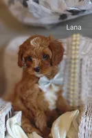 Lana, a female Cavapoo for sale in Cadott, WI – Photo 2 of 10