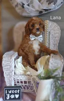 Lana, a female Cavapoo for sale in Cadott, WI – Photo 7 of 10