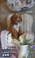 Lana, a female Cavapoo for sale in Cadott, WI – Photo 8 of 10