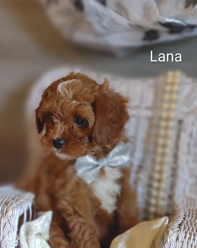 Lana – Cavapoo puppy for sale in Cadott, WI