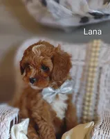 Lana, a female Cavapoo for sale in Cadott, WI – Photo 1 of 10