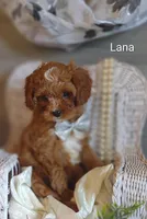 Lana, a female Cavapoo for sale in Cadott, WI – Photo 3 of 10