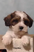 Hayden , a male Cavapoo and Shih Tzu for sale in Cadott, WI – 6 of 10
