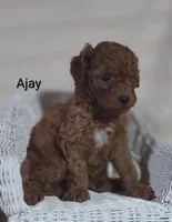 Ajay, a male Cavapoo for sale in Cadott, WI – 9 of 10