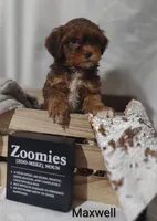 Maxwell , a male Shihpoo for sale in Cadott, WI – 7 of 9