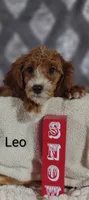 Leo, a male Cavapoo for sale in Cadott, WI – Photo 5 of 10