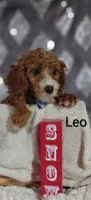 Leo, a male Cavapoo for sale in Cadott, WI – Photo 3 of 10
