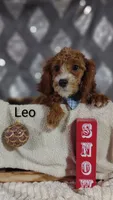 Leo, a male Cavapoo for sale in Cadott, WI – Photo 4 of 10