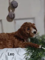 Leo, a male Cavapoo for sale in Cadott, WI – Photo 2 of 10