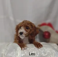 Leo, a male Cavapoo for sale in Cadott, WI – Photo 10 of 10