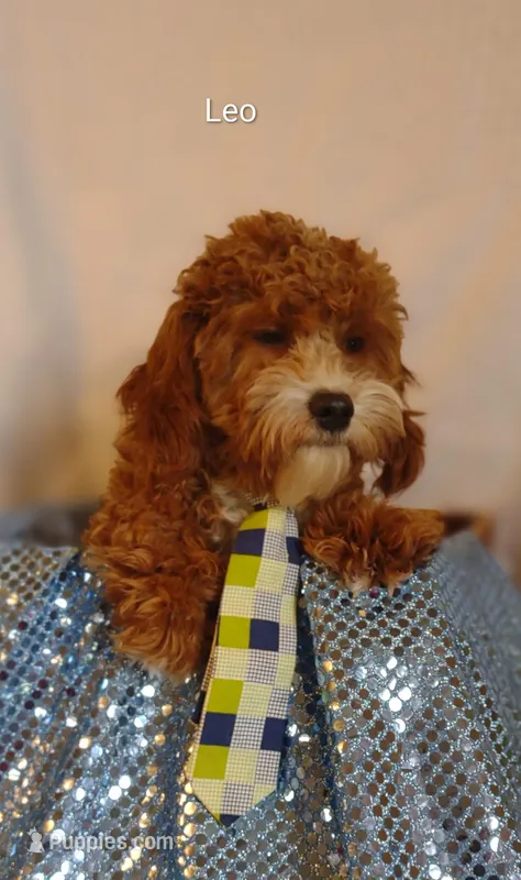Leo
