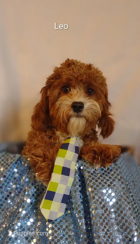 Leo – Cavapoo puppy for sale in Cadott, WI