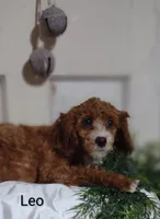 Leo, a male Cavapoo for sale in Cadott, WI – Photo 8 of 10