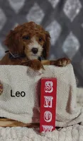 Leo, a male Cavapoo for sale in Cadott, WI – Photo 7 of 10