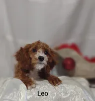 Leo, a male Cavapoo for sale in Cadott, WI – Photo 9 of 10