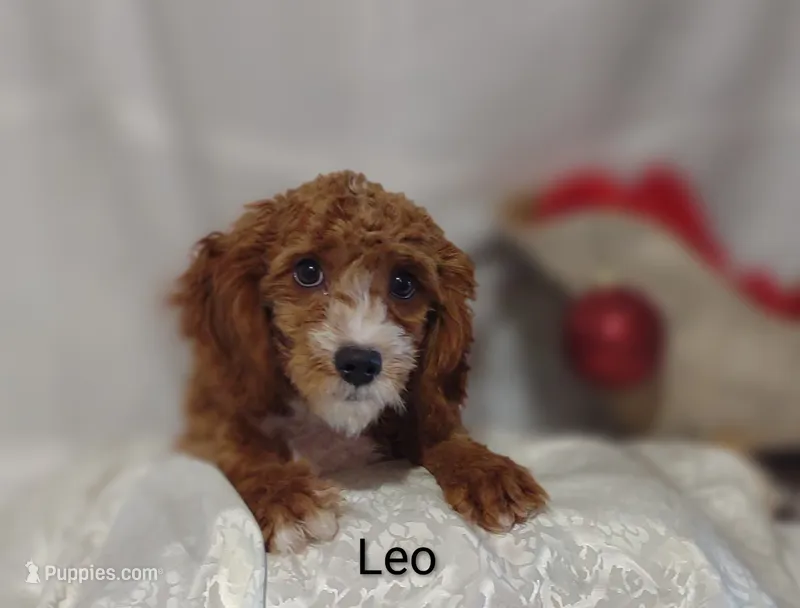 Leo