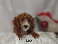 Leo, a male Cavapoo for sale in Cadott, WI – Photo 1 of 10