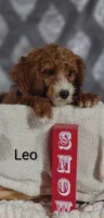 Leo, a male Cavapoo for sale in Cadott, WI – Photo 6 of 10