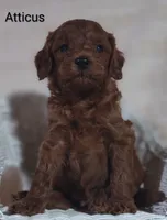 Atticus , a male Cavapoo for sale in Cadott, WI – 6 of 9