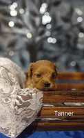 Tanner , a male Cavapoo for sale in Cadott, WI – 3 of 10