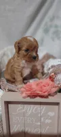 Tilly , a female Cavapoo for sale in Cadott, WI – 6 of 10