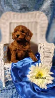Atticus , a male Cavapoo for sale in Cadott, WI – 1 of 9