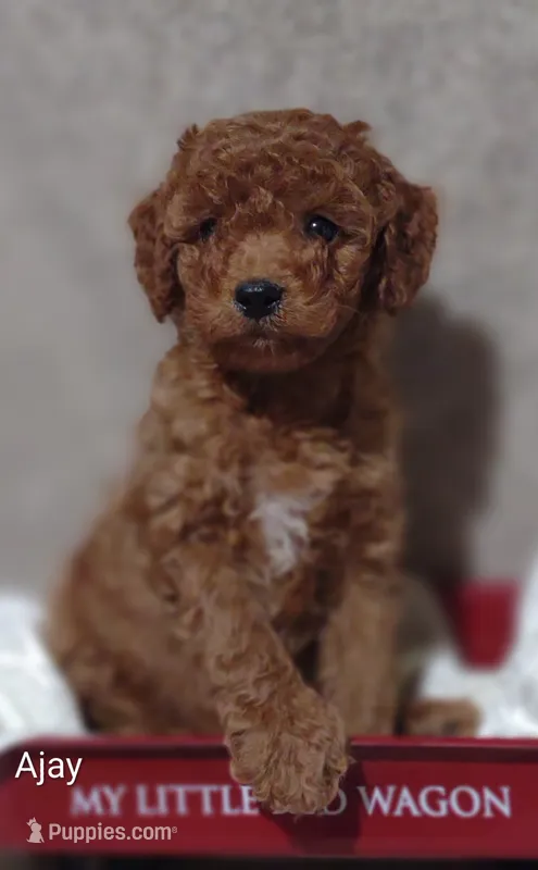 Ajay – Cavapoo puppy for sale in Cadott, WI
