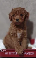 Ajay, a male Cavapoo for sale in Cadott, WI – 1 of 9