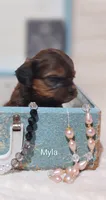 Myla, a female Shihpoo for sale in Cadott, WI – 7 of 10