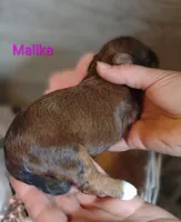 Malika , a female Shihpoo for sale in Cadott, WI – 3 of 9