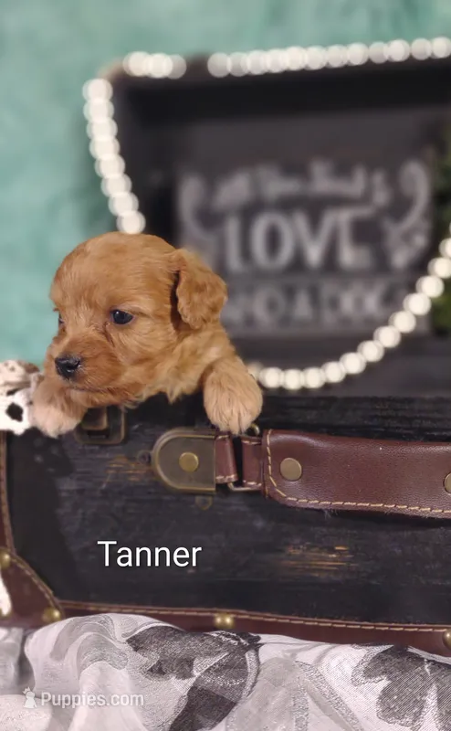 Tanner  – Cavapoo puppy for sale in Cadott, WI