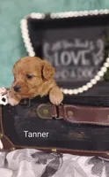 Tanner , a male Cavapoo for sale in Cadott, WI – 10 of 10
