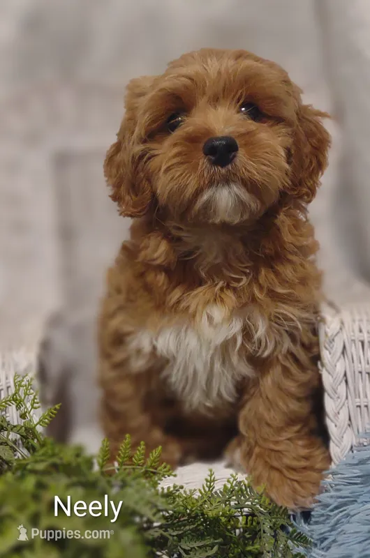 Malcolm  – Shihpoo puppy for sale in Cadott, WI