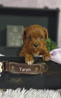 Taryn , a female Cavapoo for sale in Cadott, WI – 2 of 8