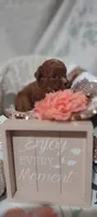 Tessa, a female Cavapoo for sale in Cadott, WI – 10 of 10