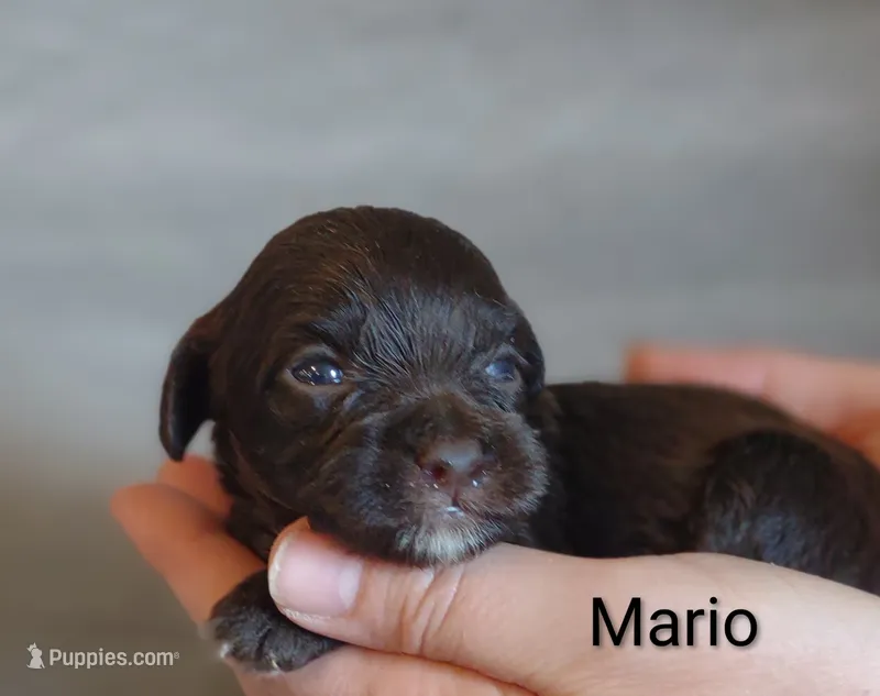 Mario  – Shihpoo puppy for sale in Cadott, WI