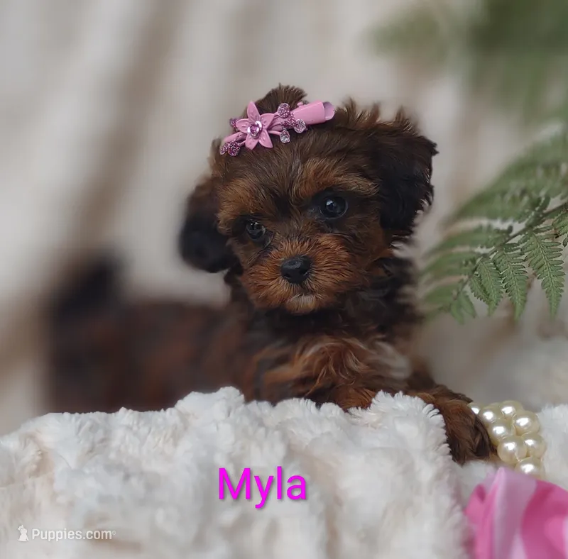 Myla – Shihpoo puppy for sale in Cadott, WI
